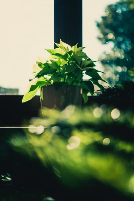 Green Leaf Plant on Brown Wooden Pot