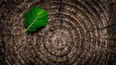 Green Leaf Plant on Brown Wooden Stump