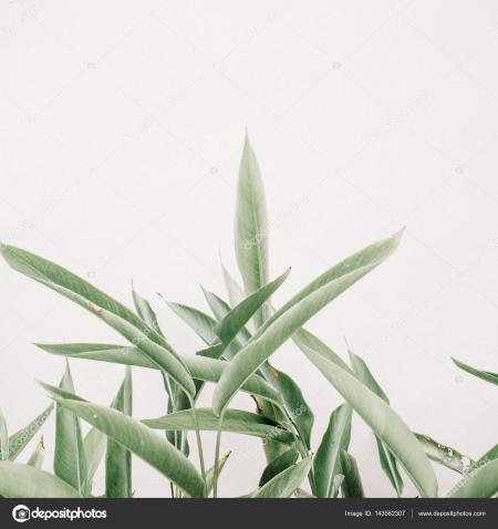 Green Leaf Plants