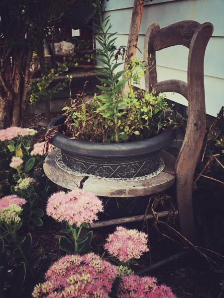 Green Leaf Plants in Black Pot on Brown Chair