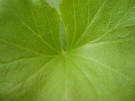 Green leaf texture