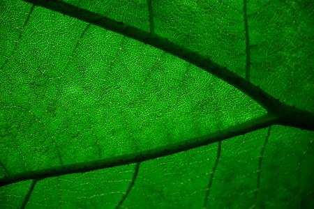 Green leaves texture