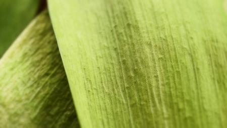 Green Leaf Texture