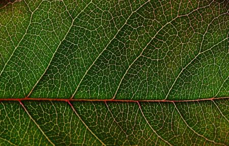 Macro Leaf