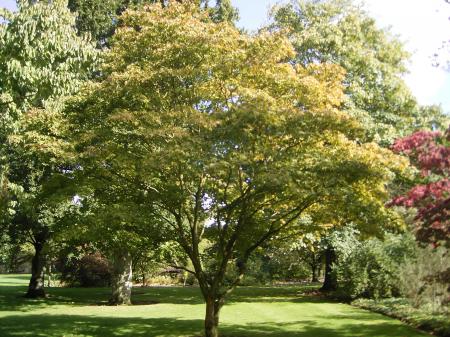 Green Leaf Tree