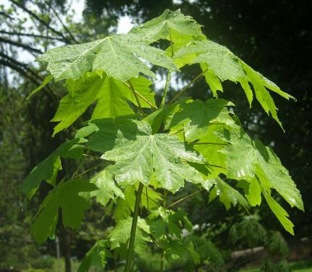 Green Leaf Tree