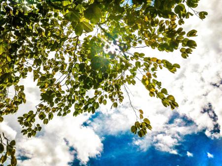 Green Leaf Tree