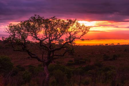 Green Leaf Tree at the Center of Green and Brown Field during Sunset