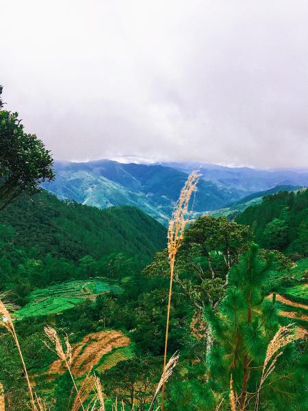 Green Leaf Tree Beside Mountain on Daytime