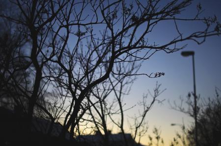 Green Leaf Tree during Night Time