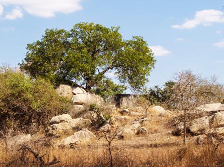 Green Leaf Tree Near Rocks