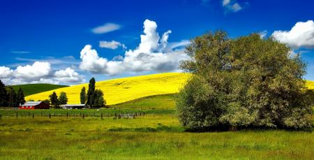 Green Leaf Tree on Green Grass Field