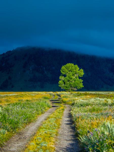 Green Leaf Tree on Green Grass Near Mountain