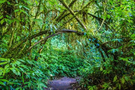 Green Leaf Trees