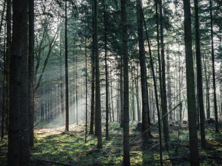 Green Leaf Trees