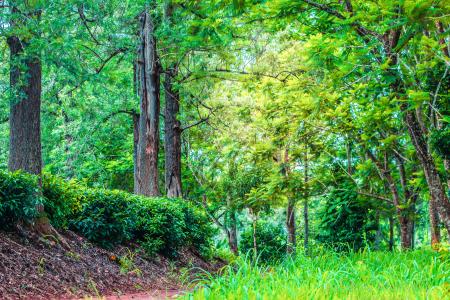 Green Leaf Trees