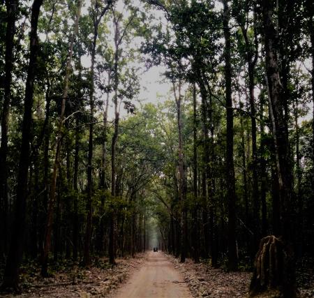 Green Leaf Trees