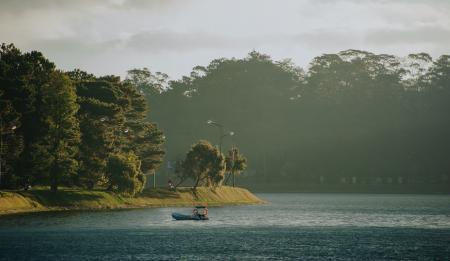 Green Leaf Trees Beside Body of Water