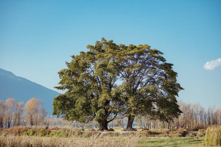 Green Leaf Trees in a Distant of Mountain Under Clear Blue Sky