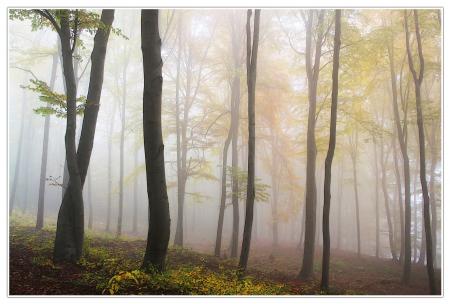 Green Leaf Trees Painting