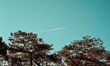 Green Leaf Trees Under Blue Sky