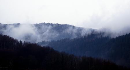 Green Leaf Trees Under White Clouds