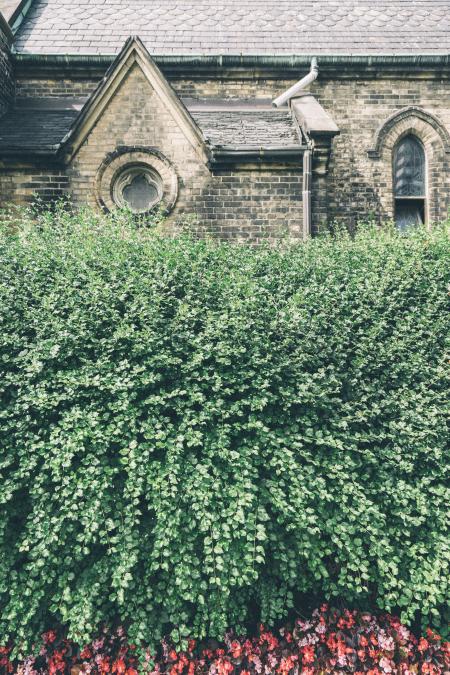 Green Leaf Wall of Gray and Black Bricks House during Daytime