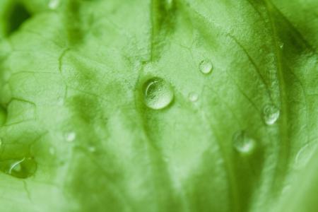 Green Leaf With Water Dew Focus Photography