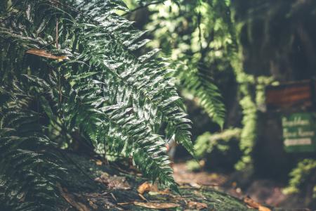 Green Leafed Plant at Daytime