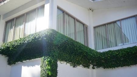 Green Leafed Plant on Balcony during Daytime