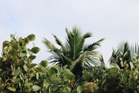 Green Leafed Plants