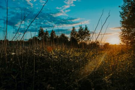 Green Leafed Plants Photography Under the Blue Sky
