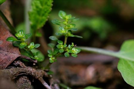 Green Leafed Plants With Brown Branch