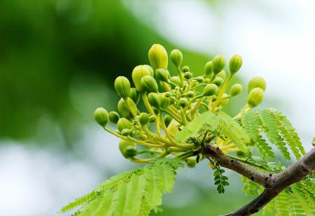 Green Leafed Tree