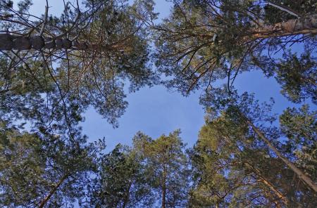 Green Leafed Trees