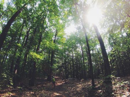 Green Leafed Trees during Day Time