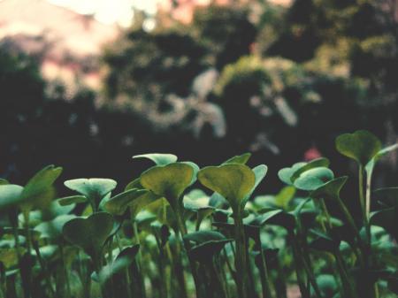 Green Leave Plant