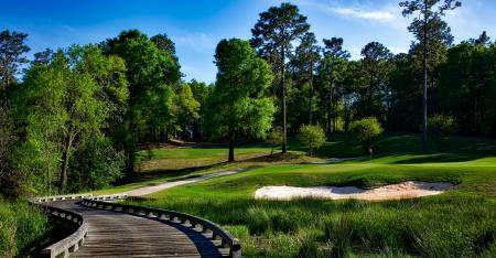 Green Leave Trees Across Green Grass Lawn during Daytime