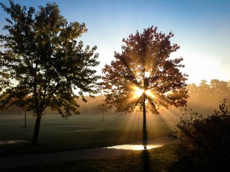 Green Leaved Tree on Green Grass Field during Sunset