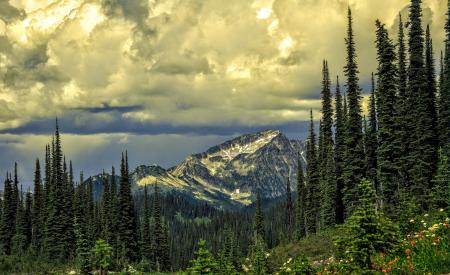 Green Leaved Trees and Snowy Mountain during Day