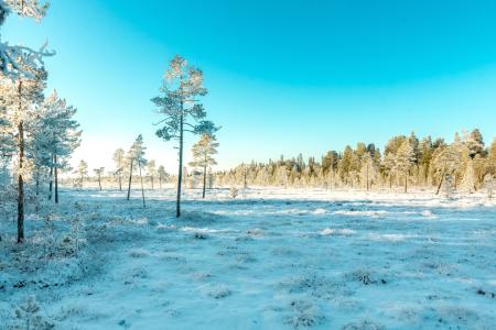 Green Leaved Trees Covered With Snow