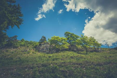Green Leaved Trees on Hillside during Daytime