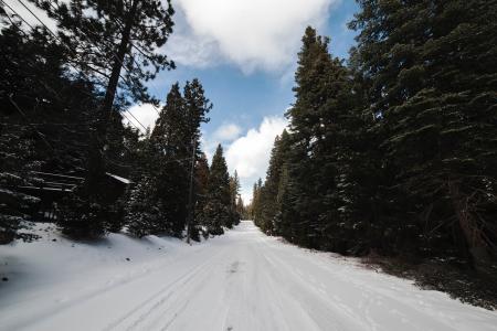 Green Leaved Trees on Snow