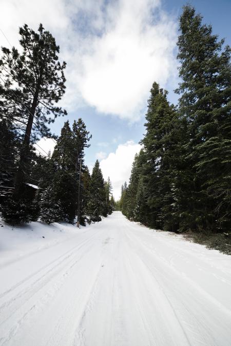 Green Leaved Trees on Snow