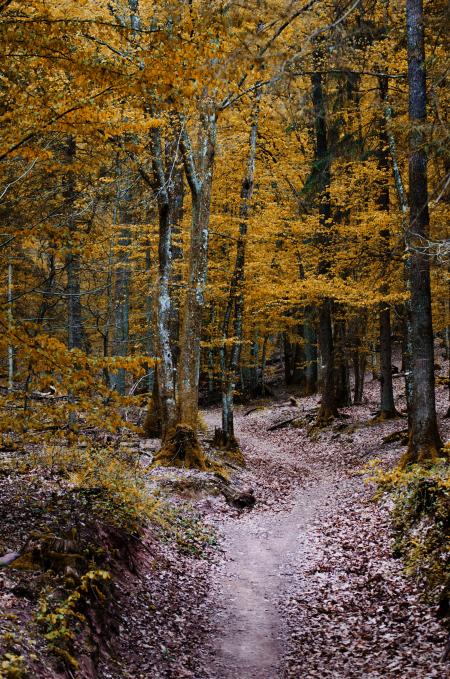 Green Leaved Trees