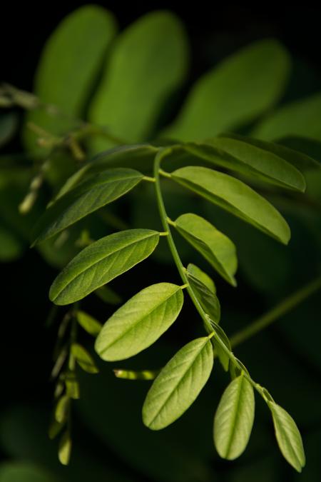 Green Leaves