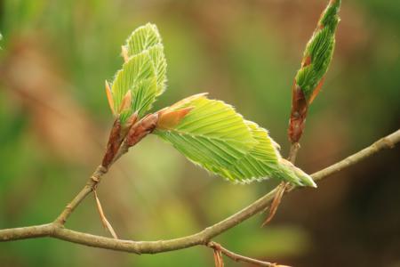 Green Leaves