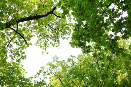 Green leaves