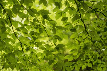green spring leaves