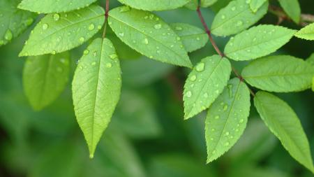 Green leaves